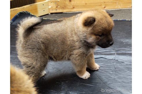 成約済の秋田県の柴犬-302164の2枚目